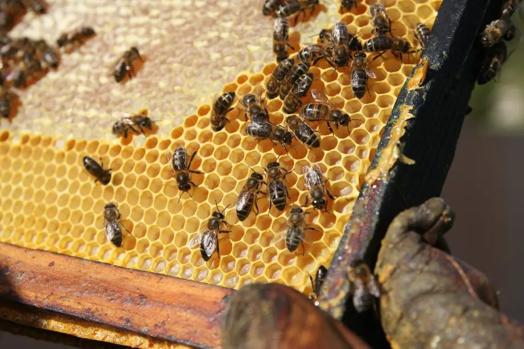 propiedades de la cera de abeja