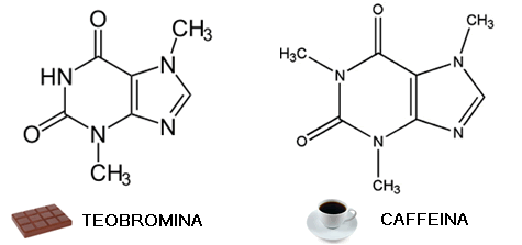 teobromina y cafeína